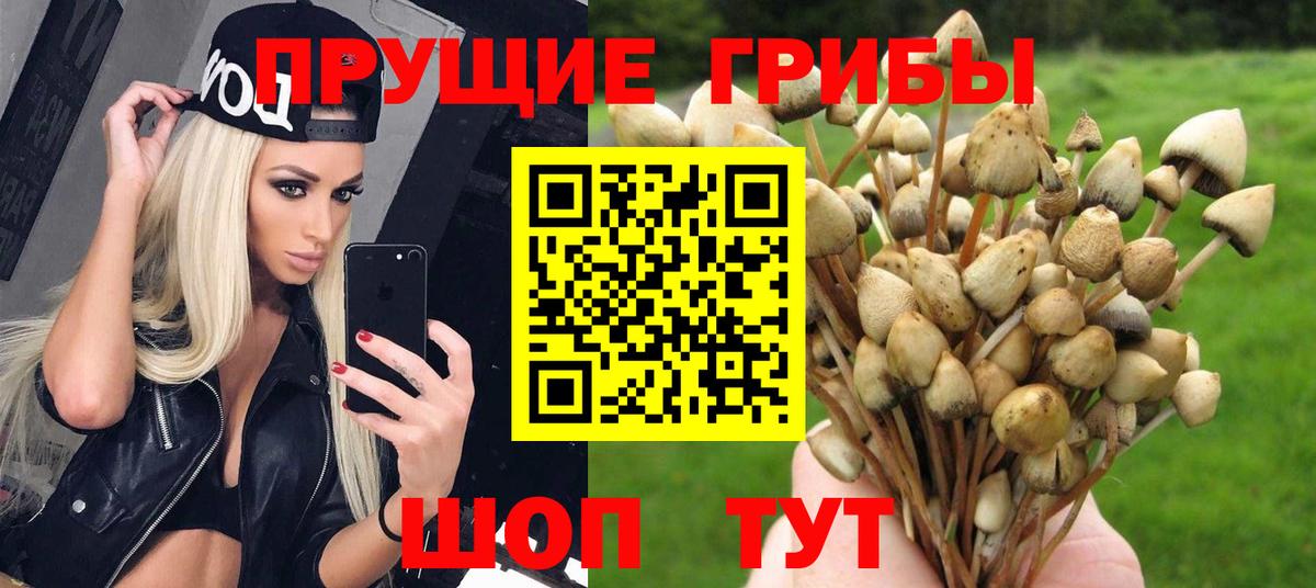 Петровск  Псилоцибиновые грибы прущие грибы  Вход с VPN  Псилоцибиновые грибы Psilocybe 